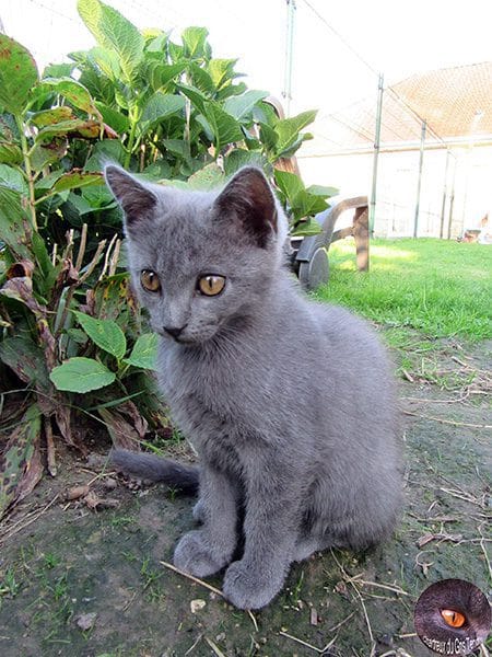 Chartreux kittens du Gris Tendre 11 weken