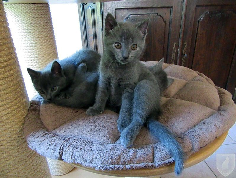 Chartreux kittens Pontus,Pollux, Pebbles en Phara du Gris Tendre