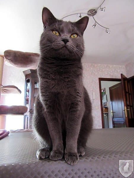 Merav du Gris Tendre Chartreux cattery du Gris Tendre