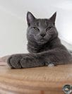 Cattery du Gris Tendre