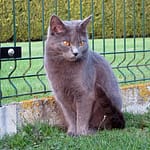 Merav du Gris Tendre
