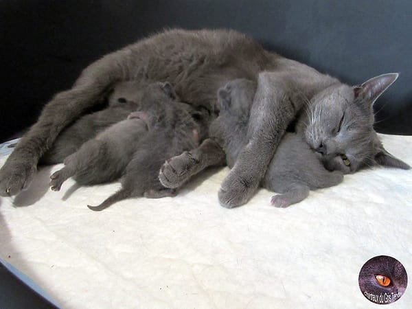 Merav du Gris Tendre met haar Chartreux kittens