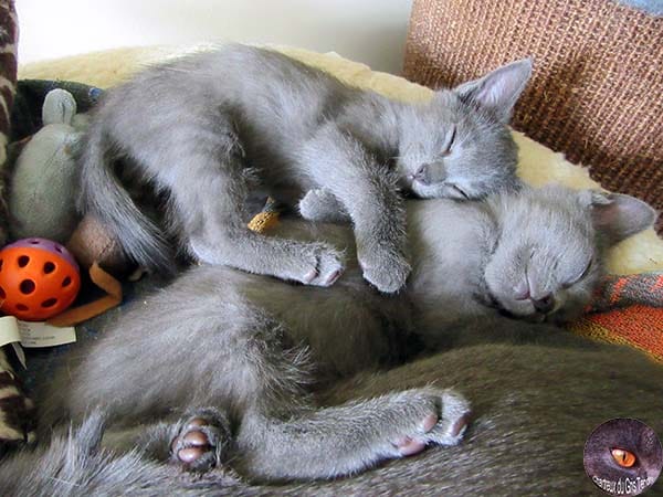 Merav en Mitsi du Gris Tendre