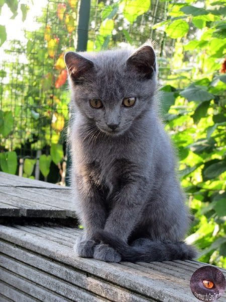 Chartreux kittens du Gris Tendre 11 weken