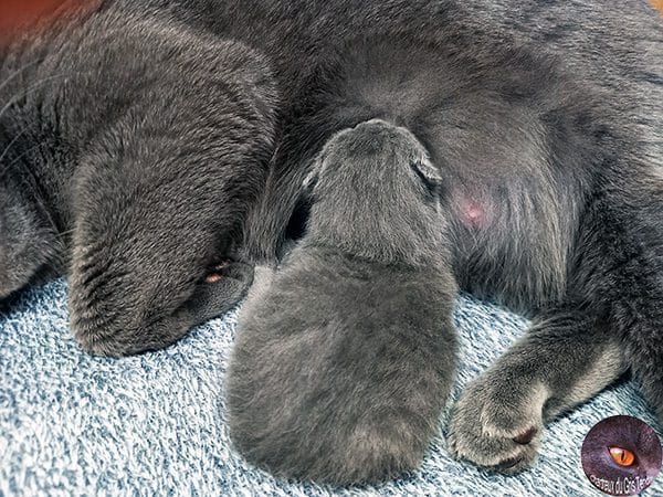 Uta du Gris Tendre Chartreux kitten 4 dagen oud