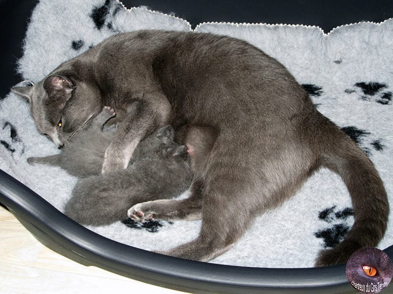 Iota met Merav en Mitsi-Context bij adoptie van onze Chartreux kittens