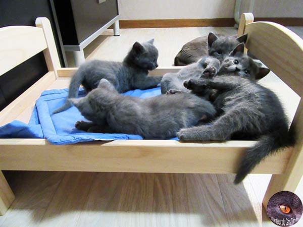 Kartuizer kittens in bed