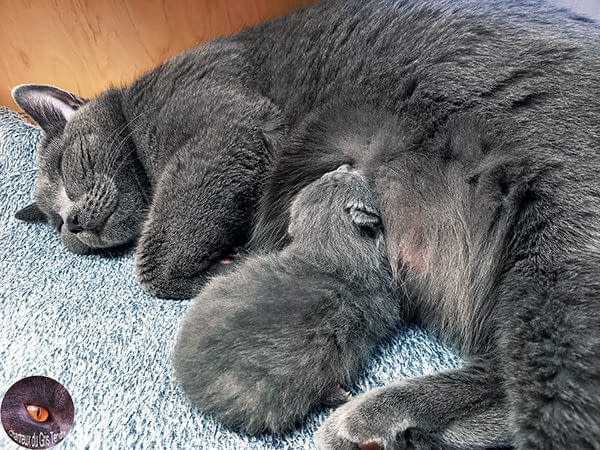 Uta du Gris Tendre Chartreux kitten Uta du Gris Tendre Chartreux kitten