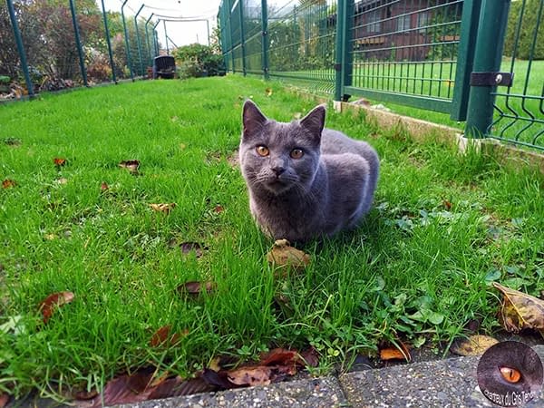 Uta du Gris Tendre 6 maand meet zichzelf allures aan van een volwassen kattin Uta du Gris Tendre 6 maanden oud meet zichzelf allures aan van een volwassen kattin