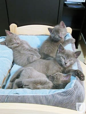 Kartuizer kittens Pontus,Pollux, Pebbles en Phara du Gris Tendre