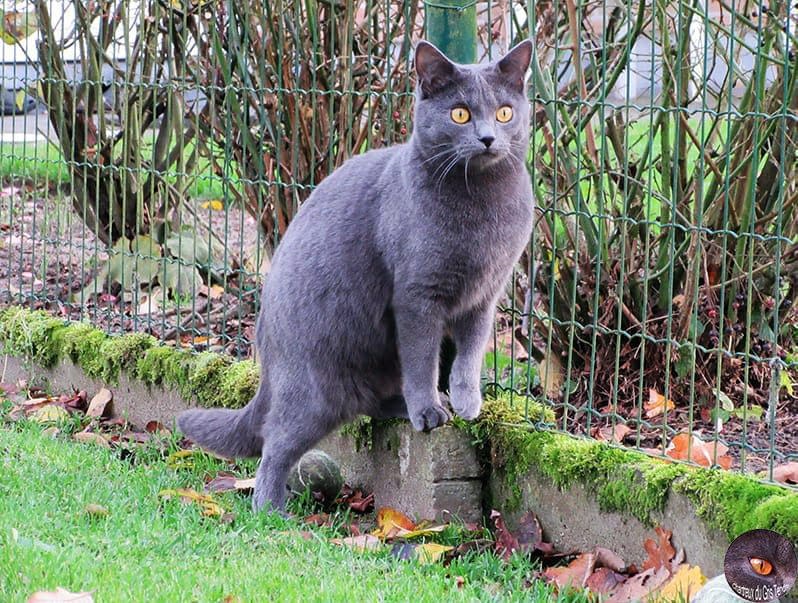 Merav du Gris Tendre