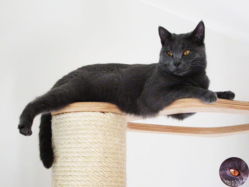 Phara du Gris Tendre Chartreux cattery du Gris Tendre