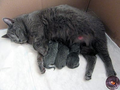 Chartreux kittens van Merav en Ramsès enkele uren na geboorte