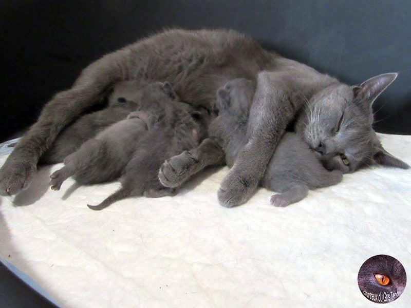 Merav du  Gris Tendre met haar Chartreux kittens
